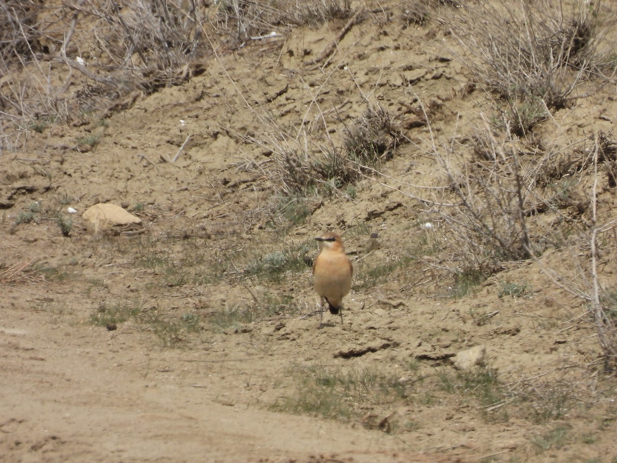 Isabelline Wheatear - ML549429271