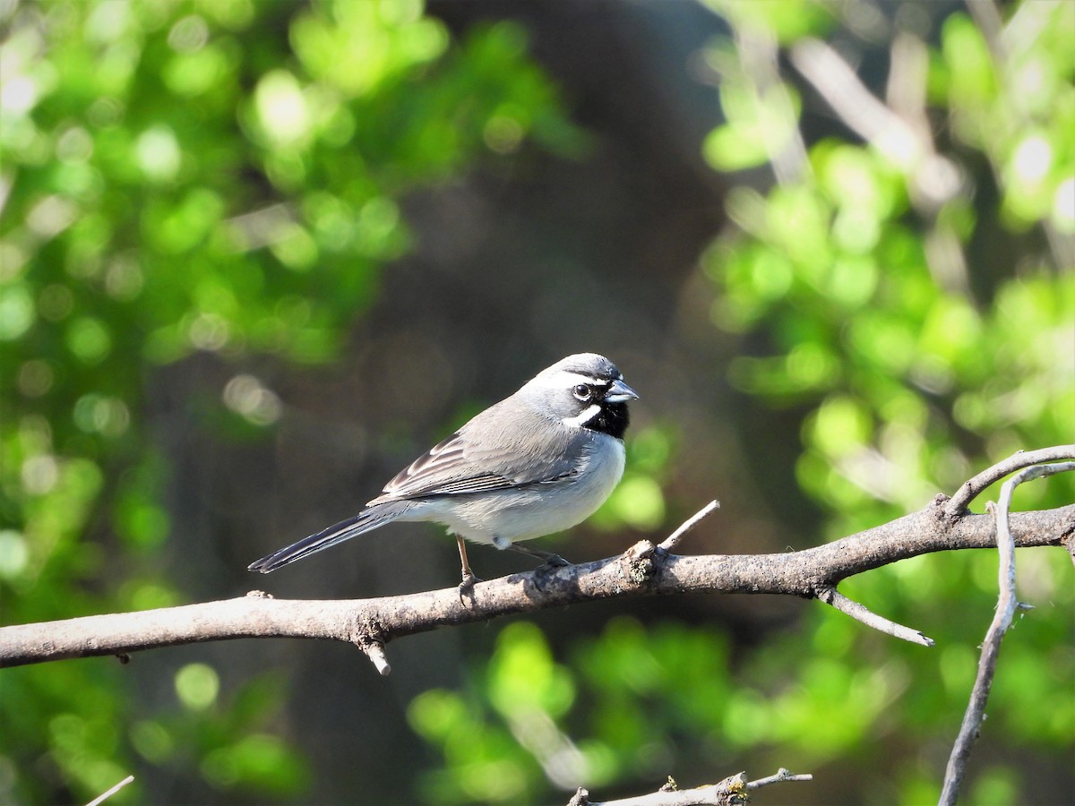 Black-throated Sparrow - Charlie Davis