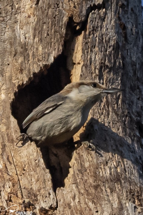 Brown-headed Nuthatch - ML549432391