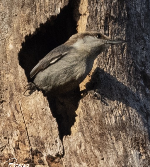 Brown-headed Nuthatch - ML549432401