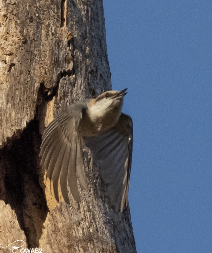 Brown-headed Nuthatch - ML549432411