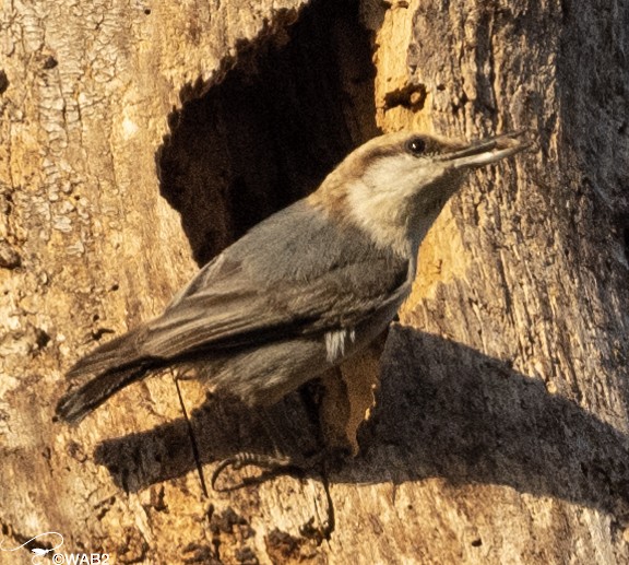 Brown-headed Nuthatch - ML549432421