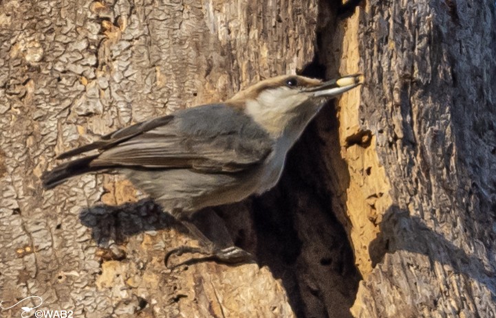 Brown-headed Nuthatch - ML549432431