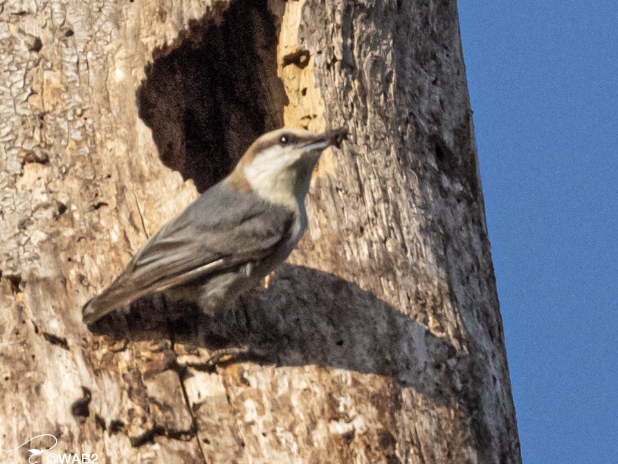 Brown-headed Nuthatch - ML549432451