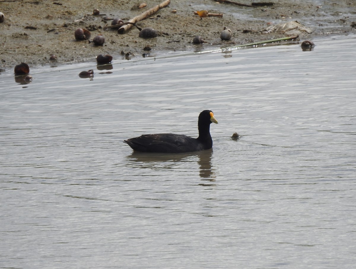 White-winged Coot - Liliana Perera