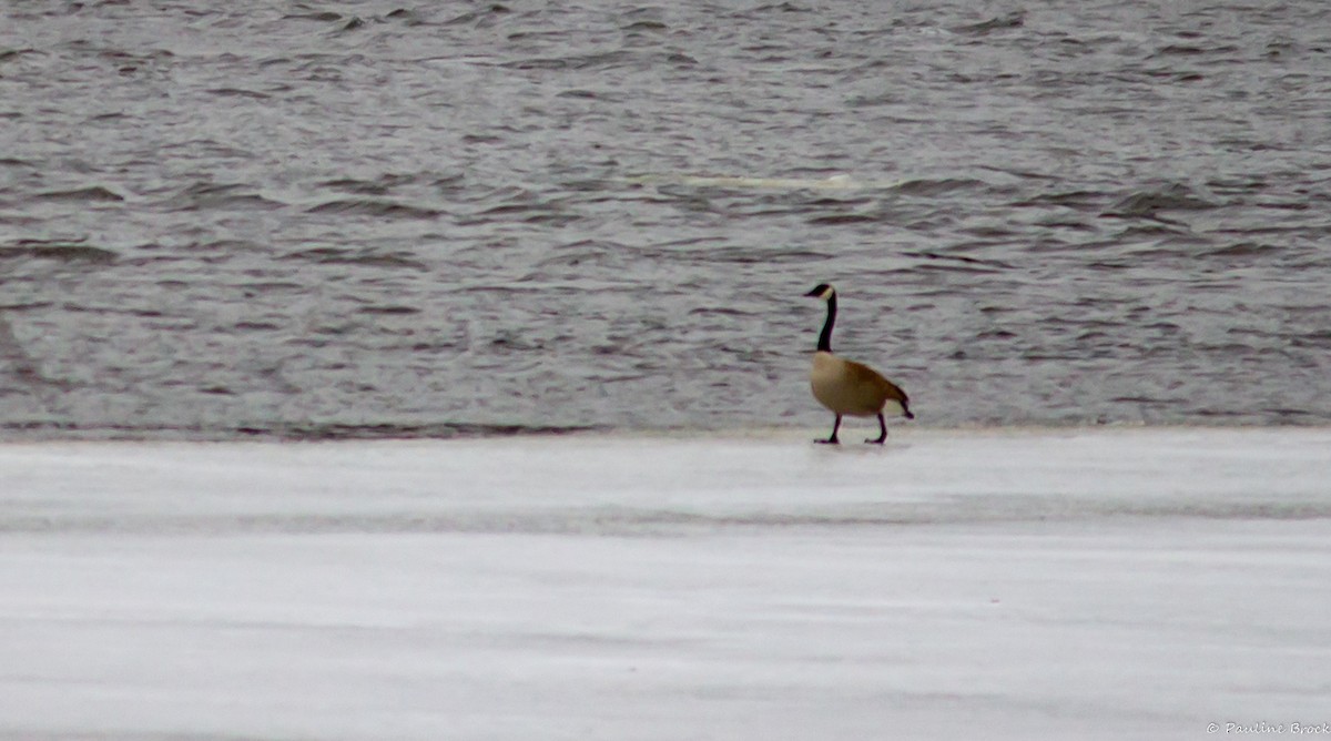 Canada Goose - ML549433711