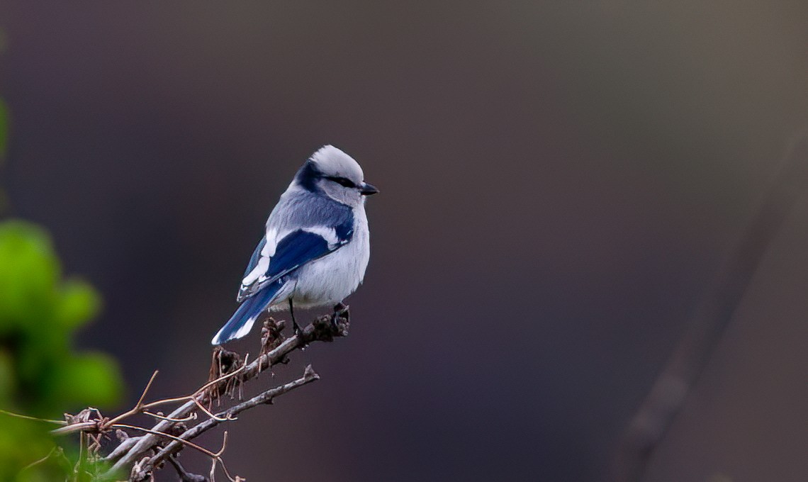 Azure Tit (Azure) - Chris Jones