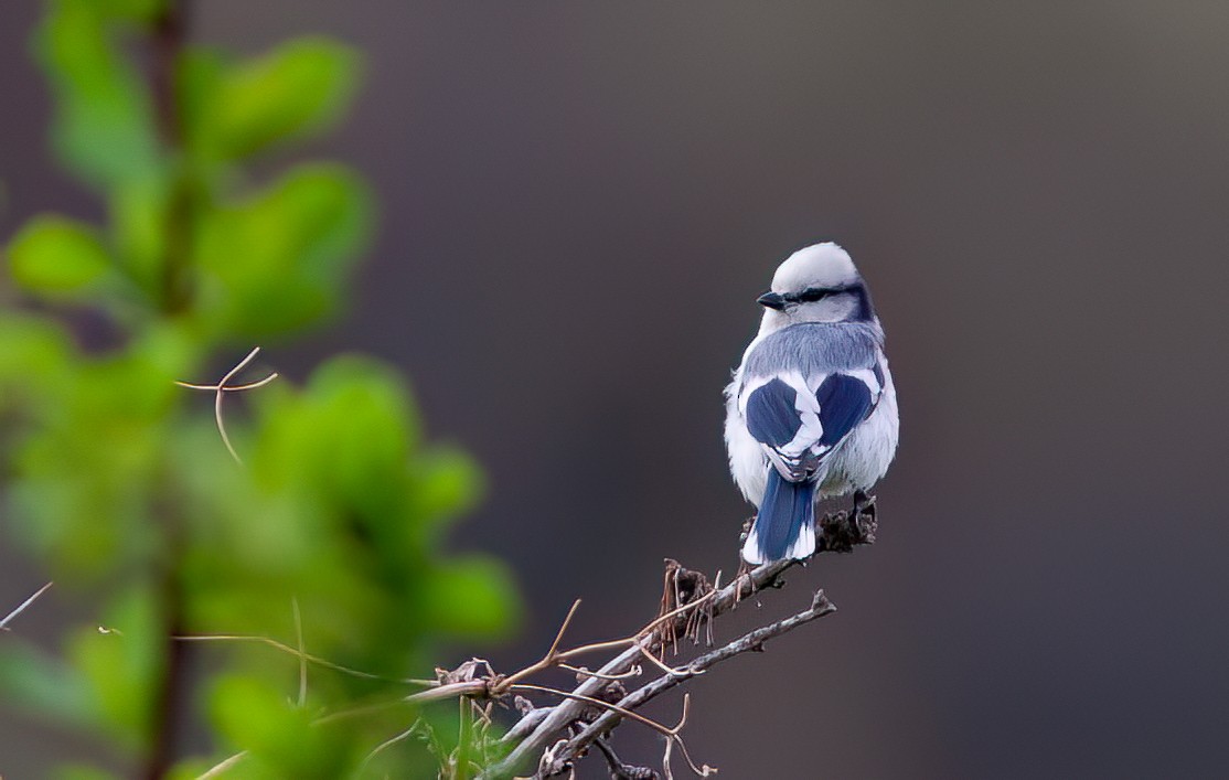 Mésange azurée (groupe cyanus) - ML549434911