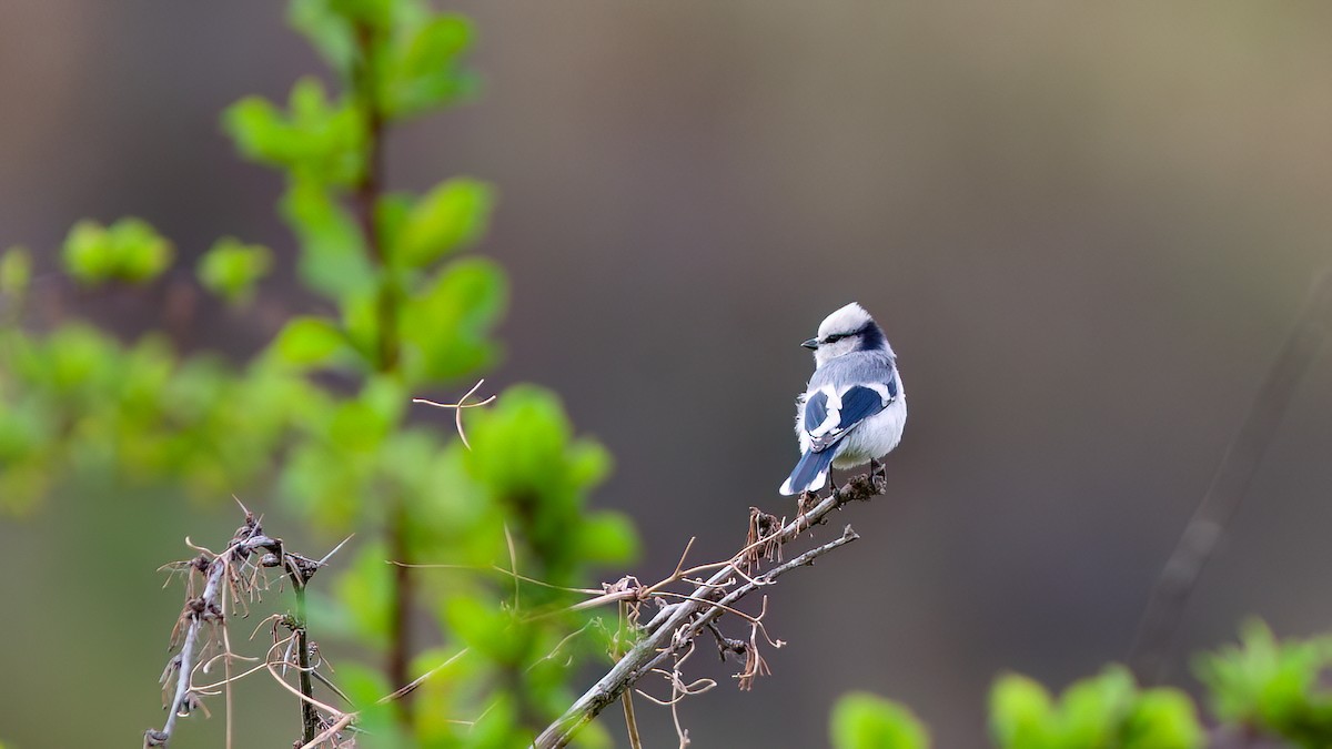 Mésange azurée (groupe cyanus) - ML549434931