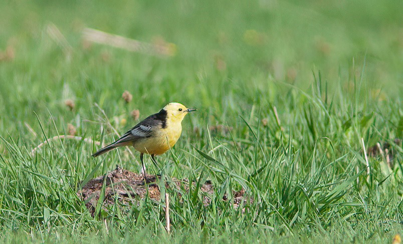 Citrine Wagtail (Gray-backed) - Chris Jones