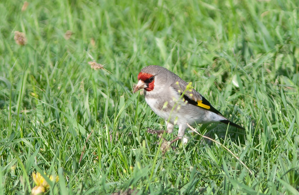 European Goldfinch - ML549435361