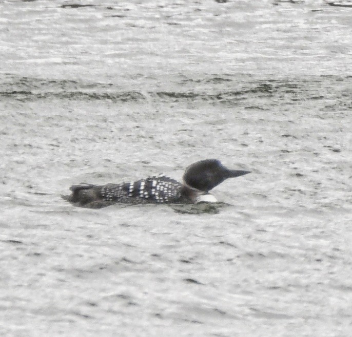 Common Loon - ML549435371