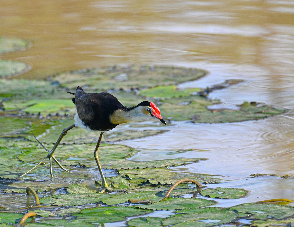 Jacana à crête - ML549435671