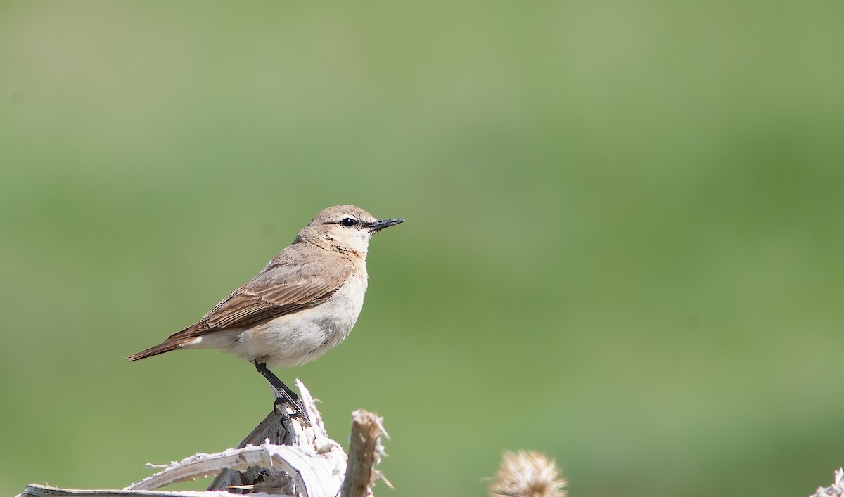 Isabelline Wheatear - Chris Jones