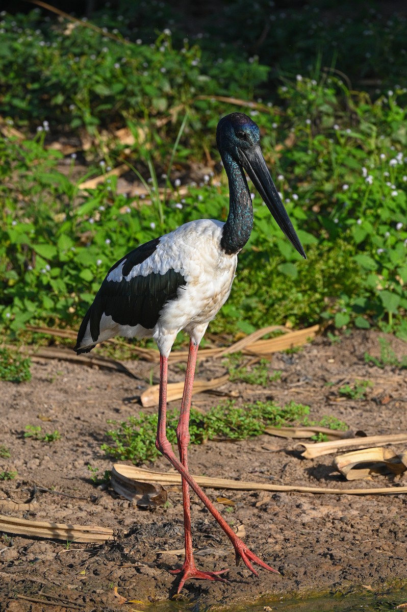 Jabiru d'Asie - ML549435761