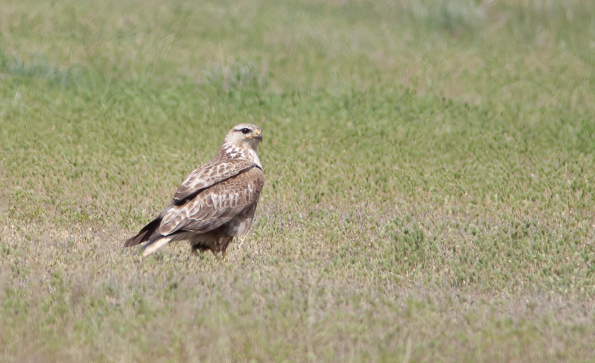 Long-legged Buzzard (Northern) - Chris Jones