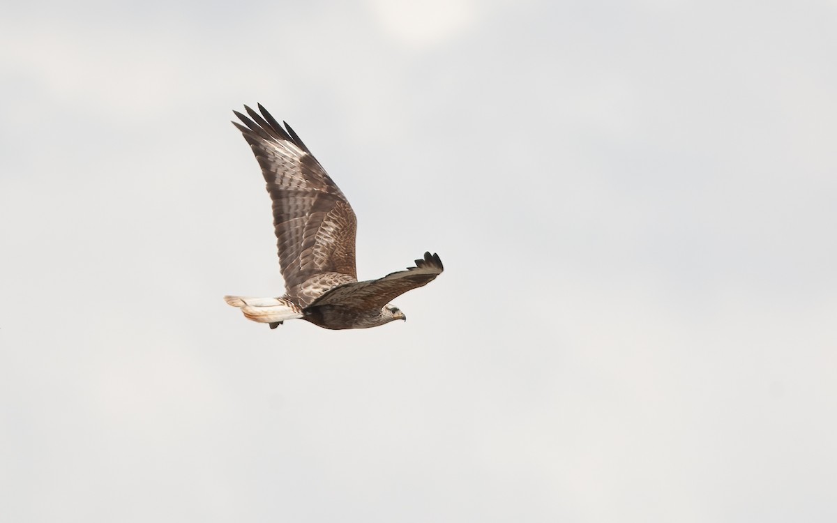 Long-legged Buzzard (Northern) - ML549435861