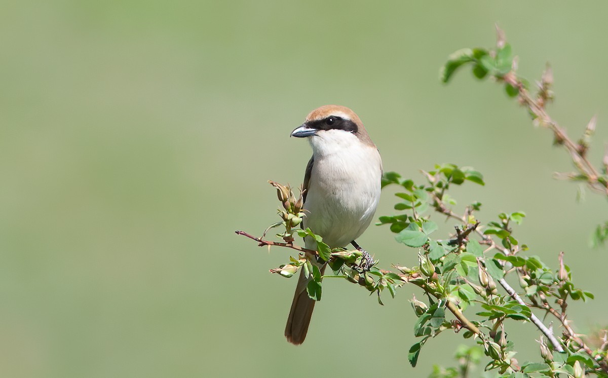 Red-tailed Shrike - Chris Jones