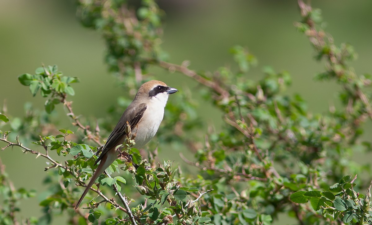 Red-tailed Shrike - Chris Jones