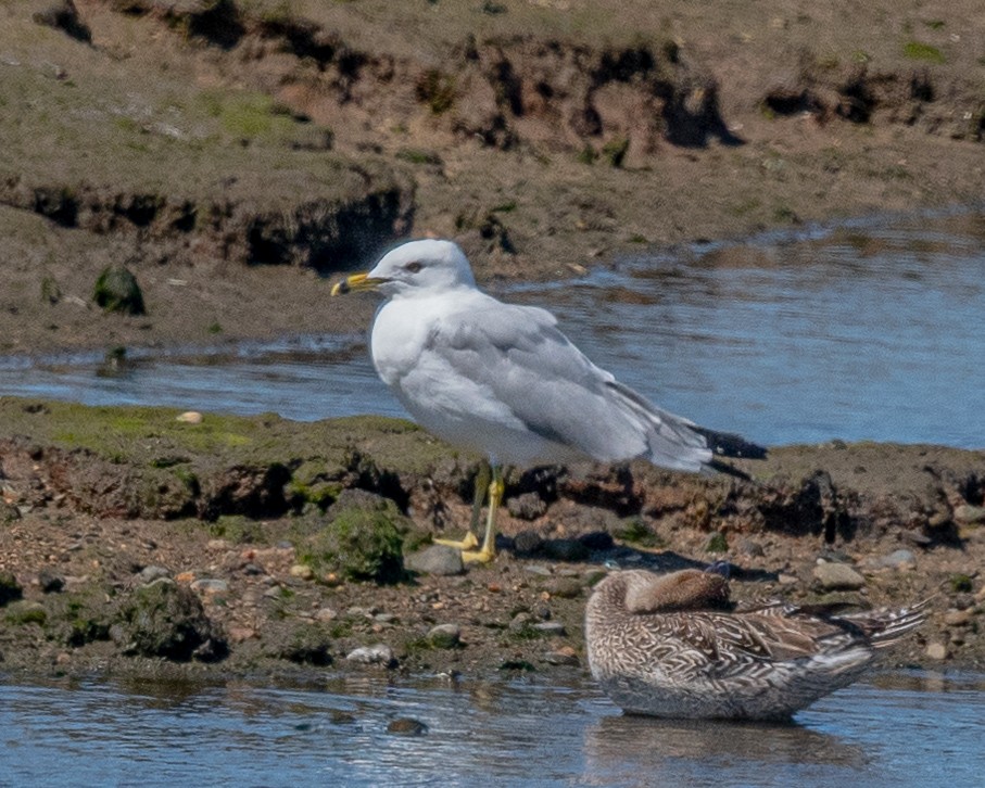 Ring-billed Gull - ML549436241