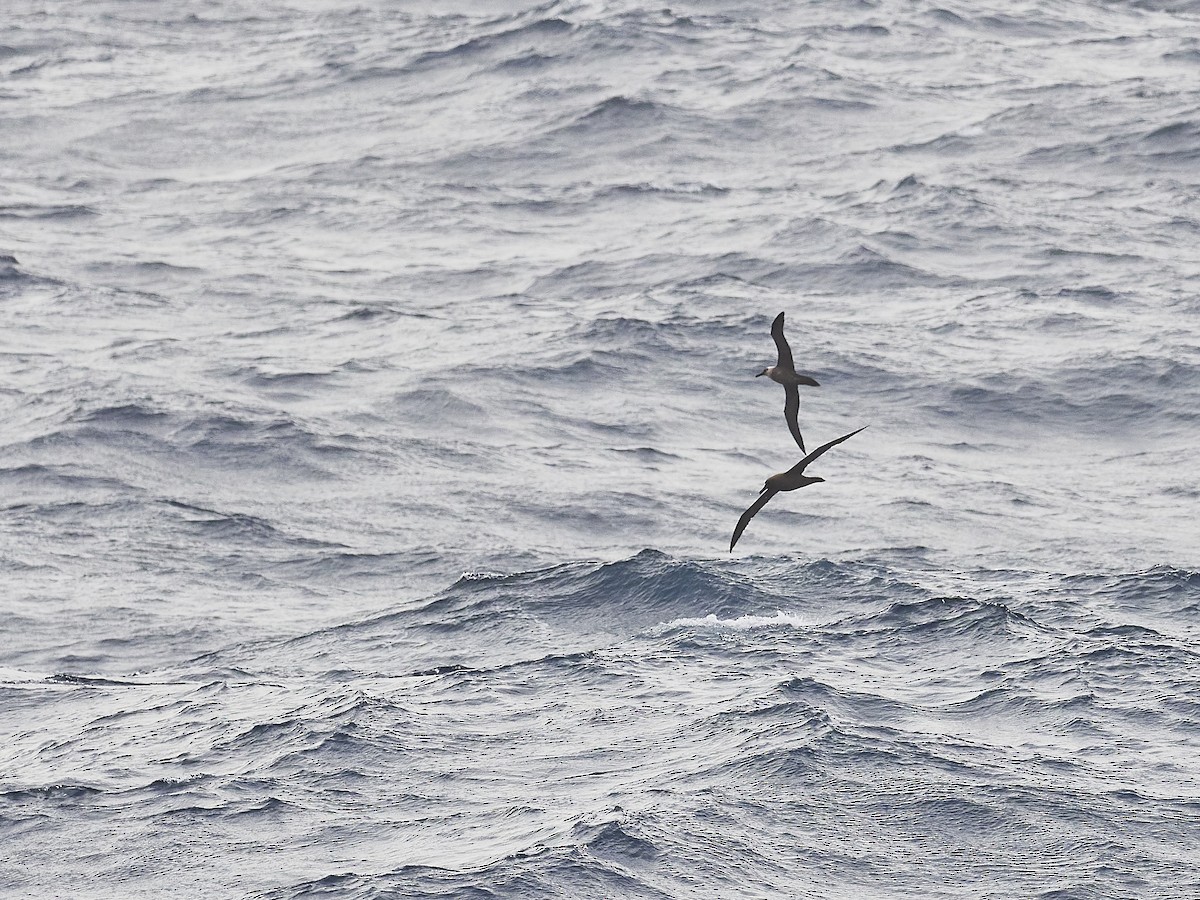 albatros světlehřbetý - ML549437761