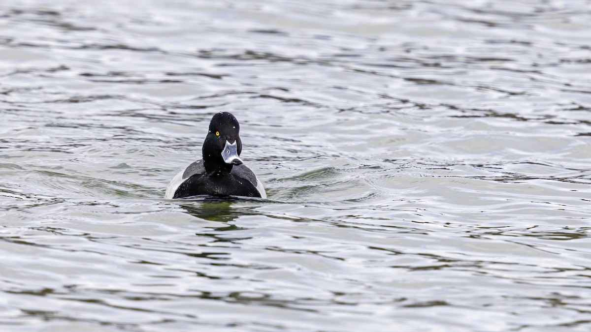 Ring-necked Duck x Greater Scaup (hybrid) - ML549437861