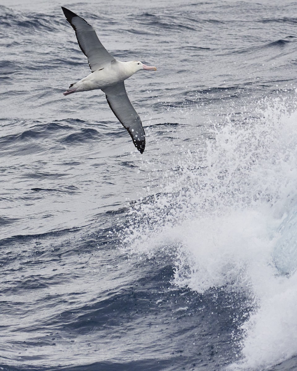 Snowy/Tristan/Antipodean Albatross - ML549437891