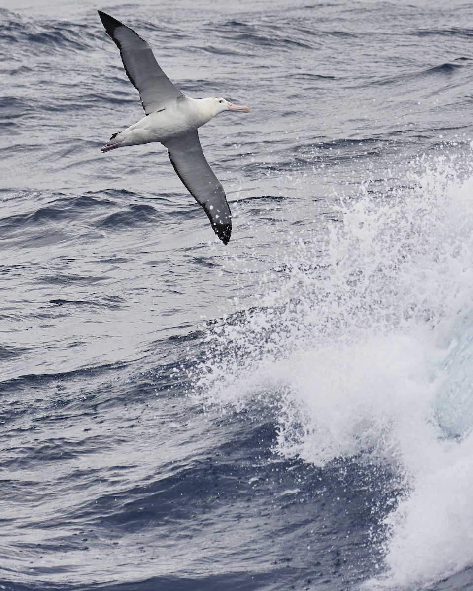 Albatros hurleur, A. de Tristan da Cunha ou A. des Antipodes - ML549437891