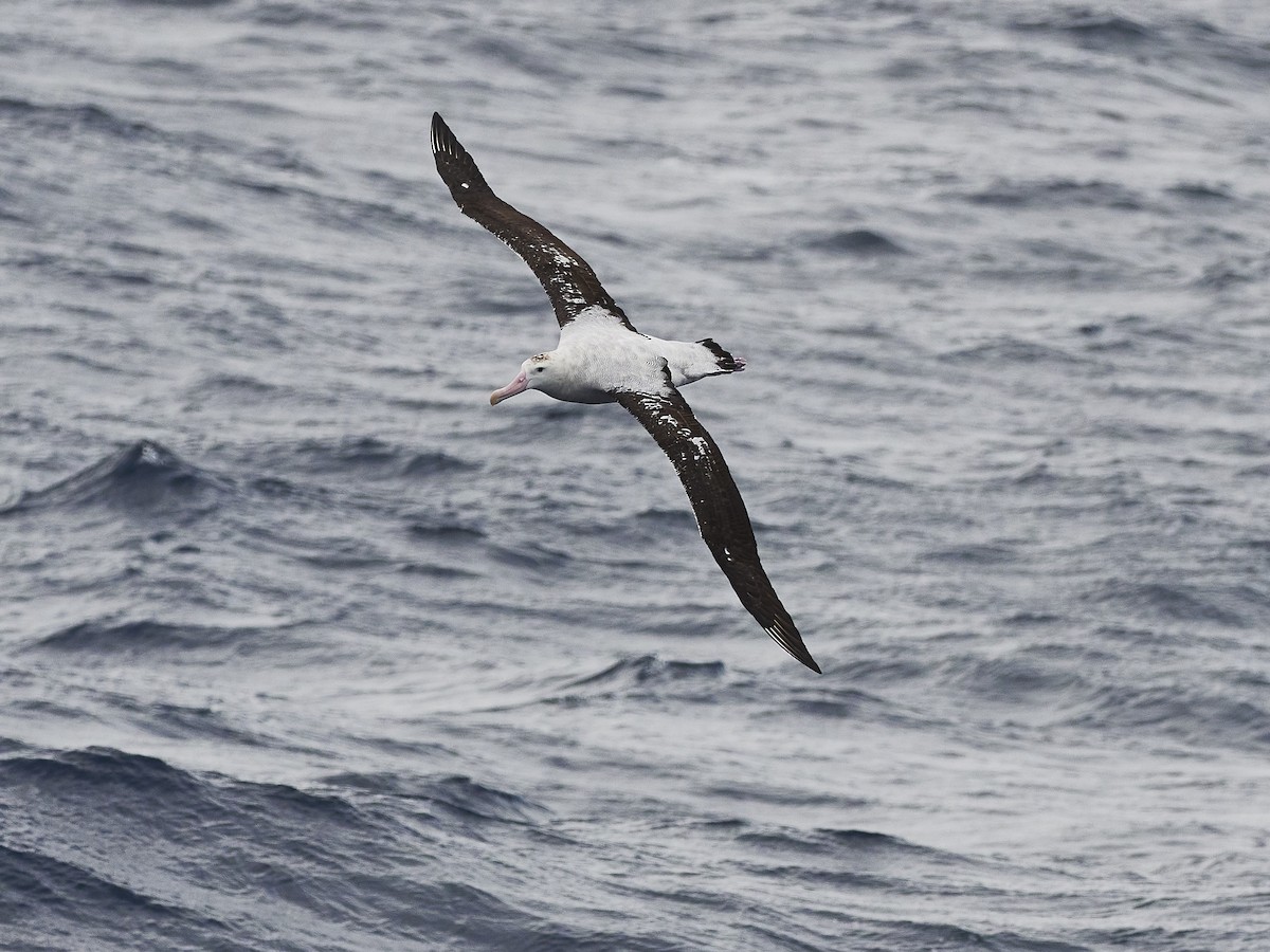 Albatros hurleur, A. de Tristan da Cunha ou A. des Antipodes - ML549438091