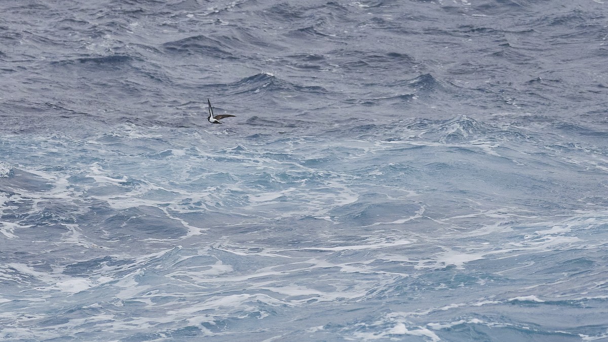 Black-bellied Storm-Petrel - ML549438411