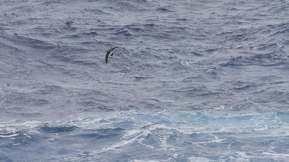 Black-bellied Storm-Petrel - ML549438421