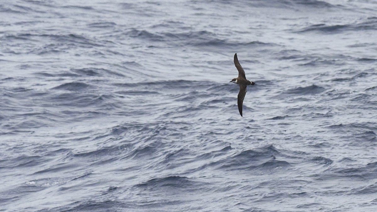 Great Shearwater - ML549438511