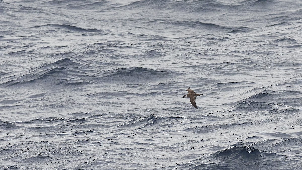 Great Shearwater - ML549438521