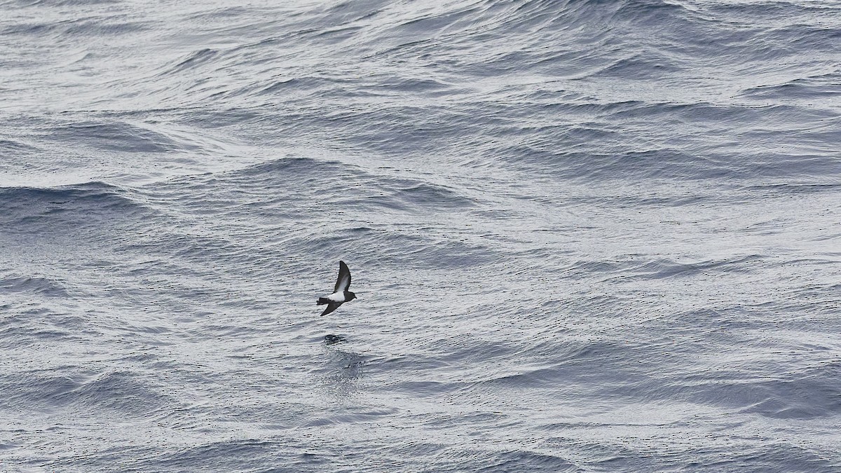 Black-bellied Storm-Petrel - ML549438551