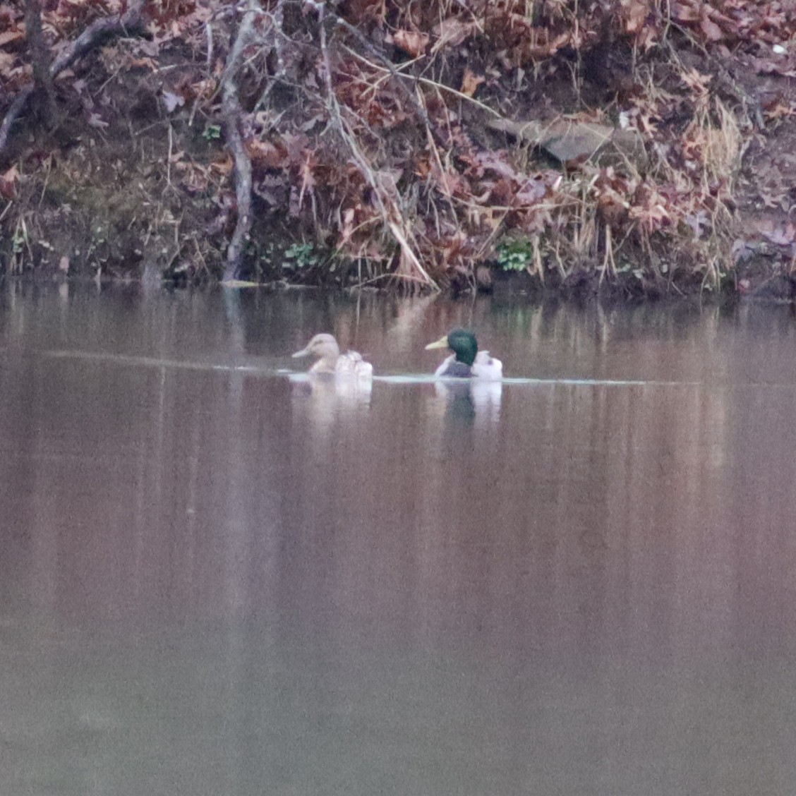 Canard colvert - ML549439181