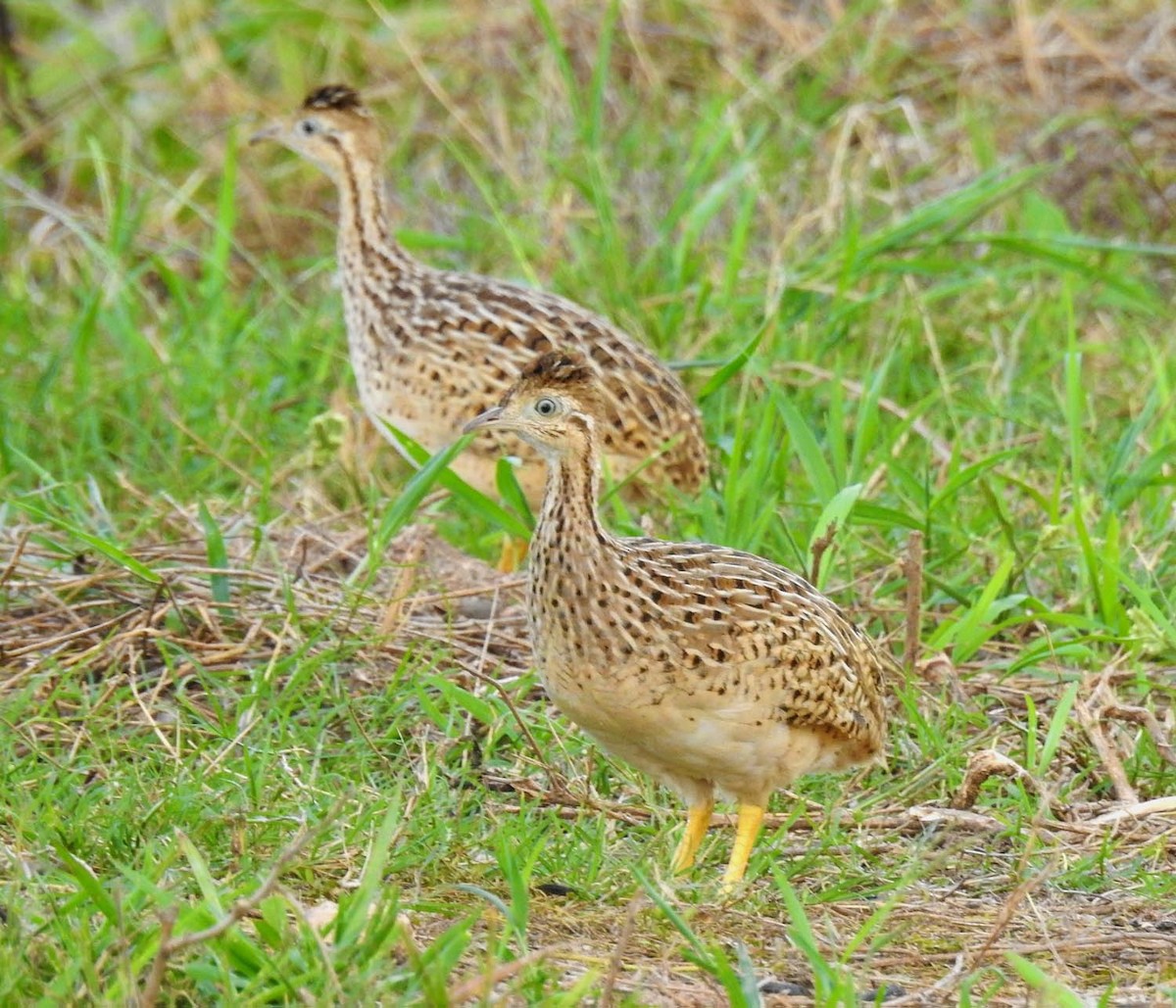 White-bellied Nothura - ML54943961