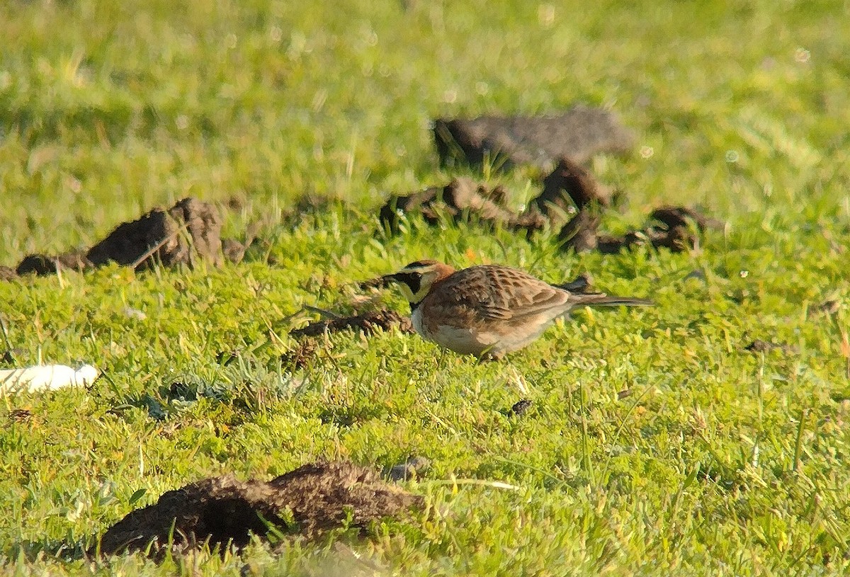 Horned Lark - ML549439761