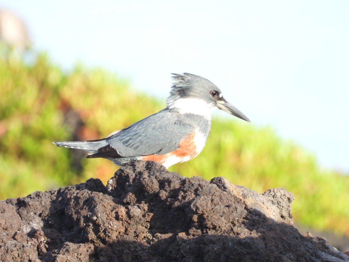 Belted Kingfisher - Edward Jordan