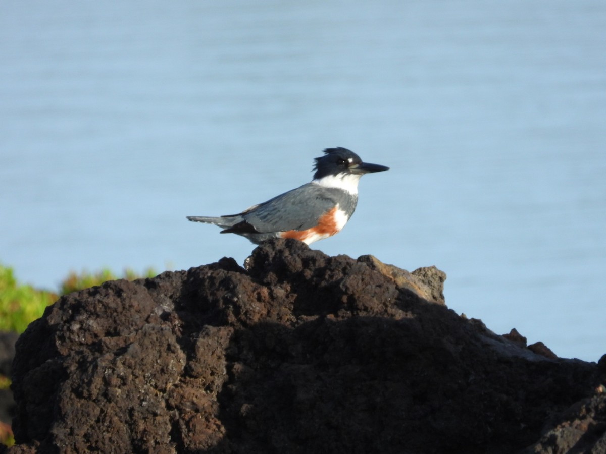 Belted Kingfisher - Edward Jordan