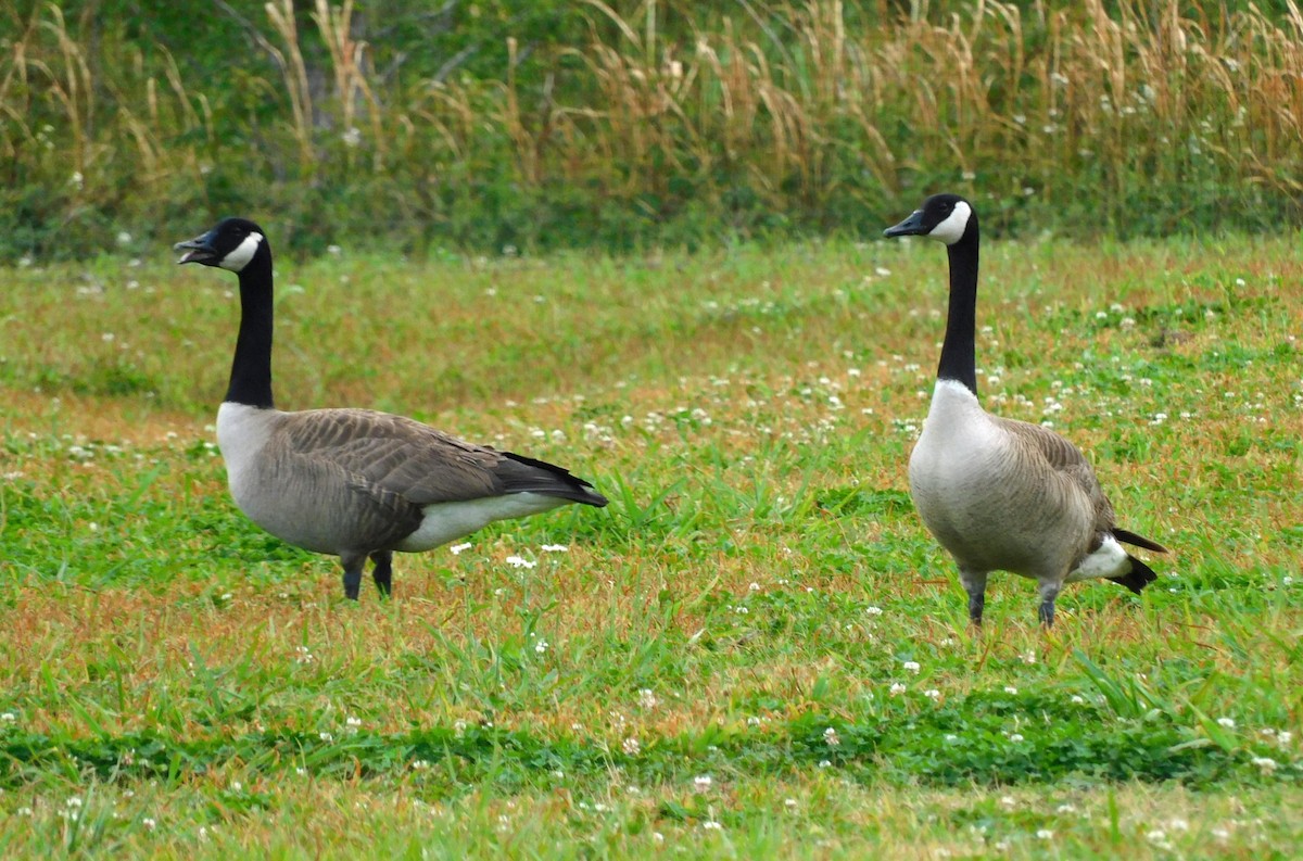 Canada Goose - Kathy Rhodes