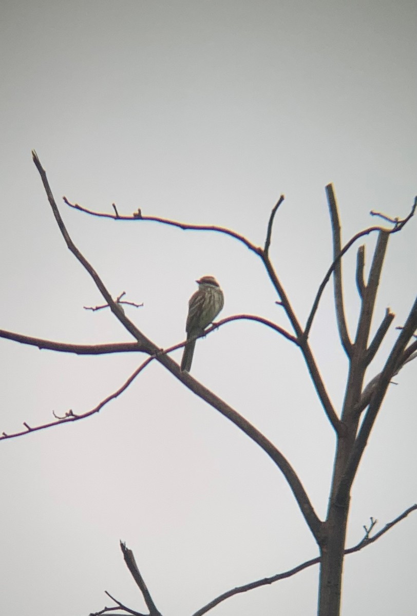 Streaked Flycatcher - ML549441021