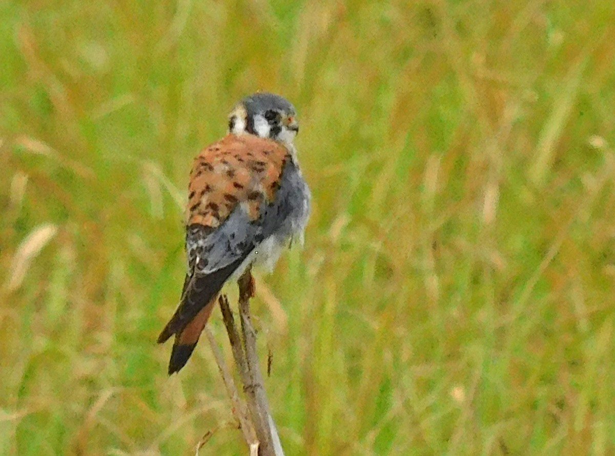 American Kestrel - Kathy Rhodes