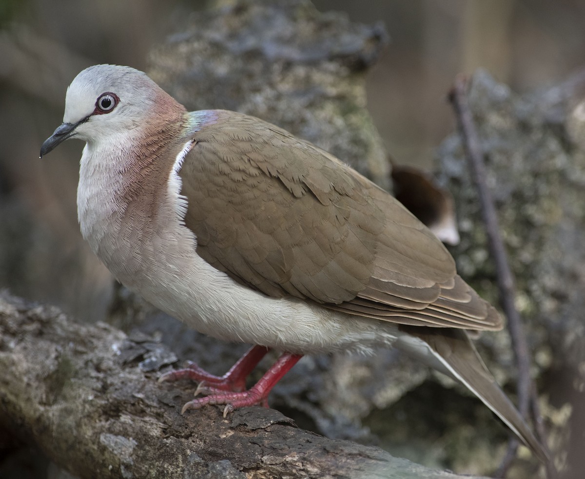 Caribbean Dove - Denny Swaby