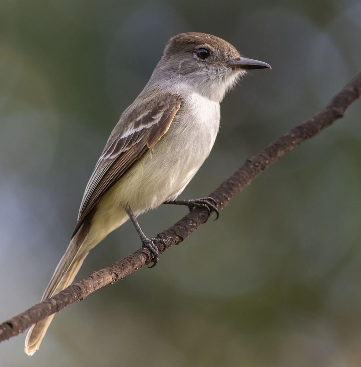 La Sagra's Flycatcher - ML549441681