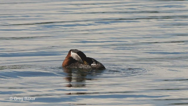 Red-necked Grebe - ML549442681
