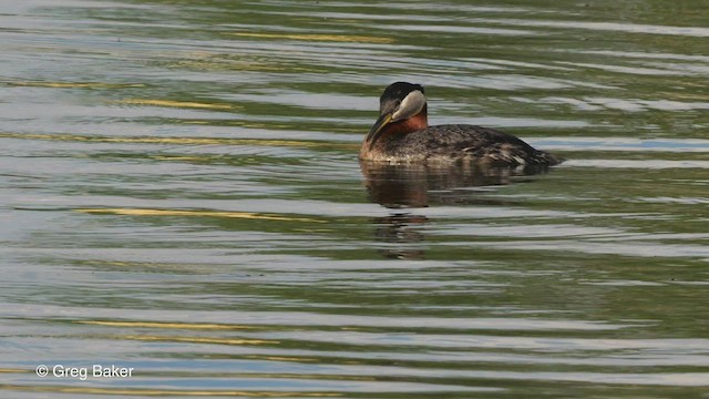 Red-necked Grebe - ML549442691
