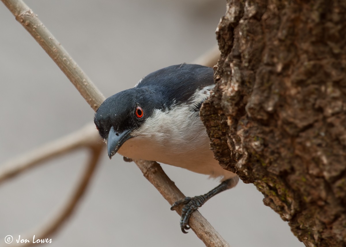 Black-backed Puffback - ML549442861