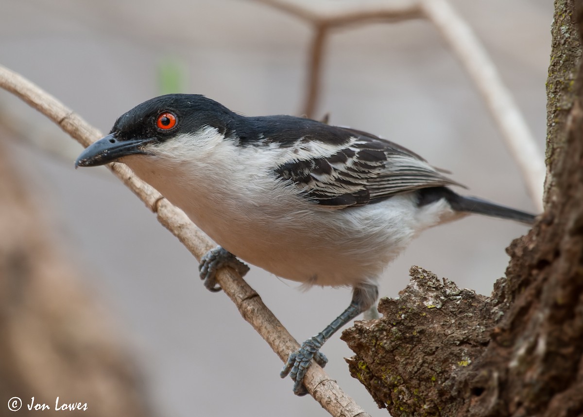 Black-backed Puffback - ML549442891