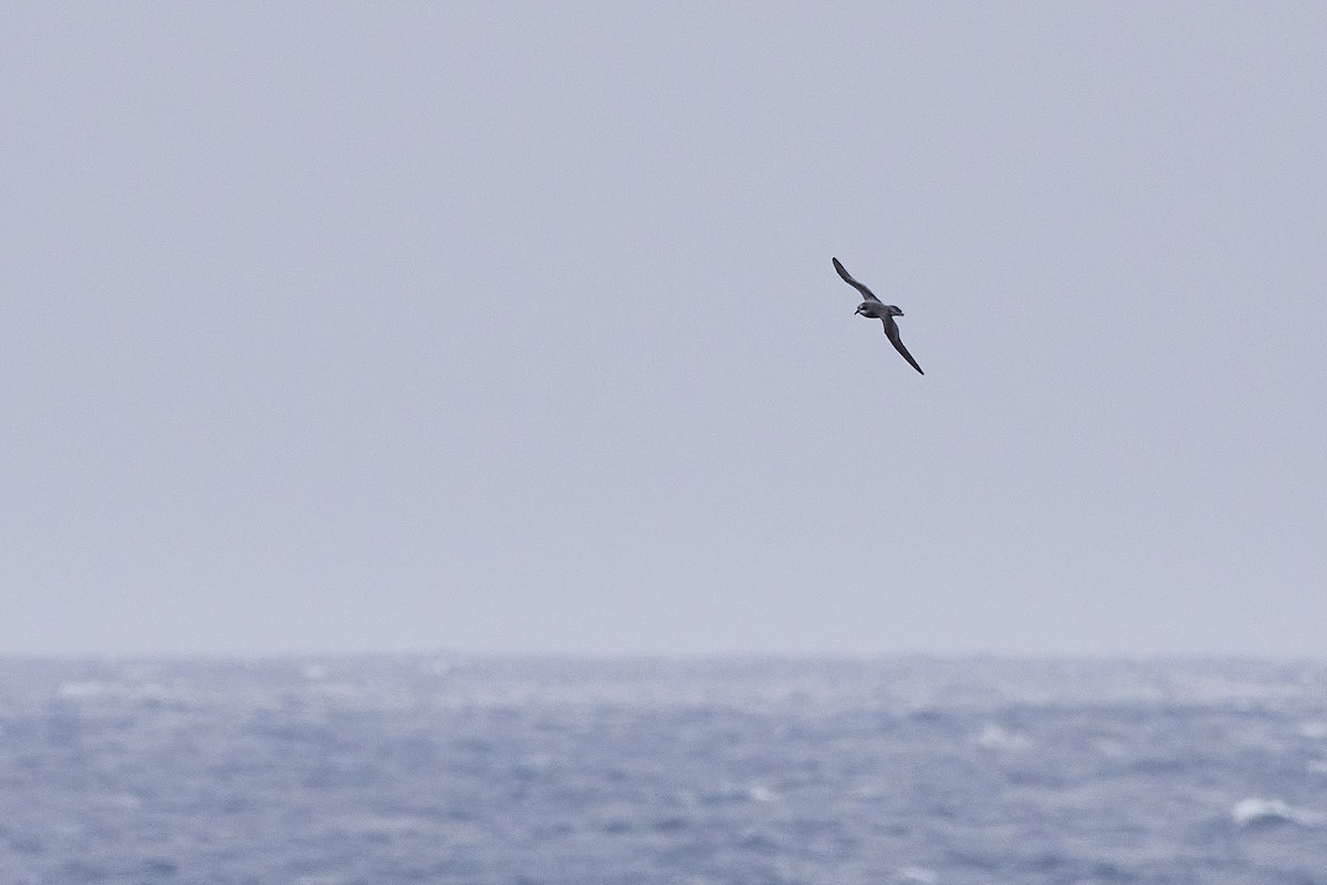 Slender-billed Prion - ML549443721