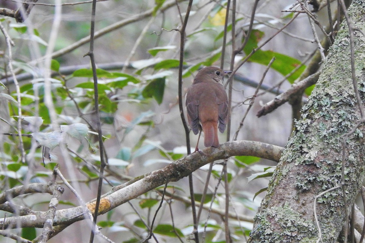 Hermit Thrush - ML549446261